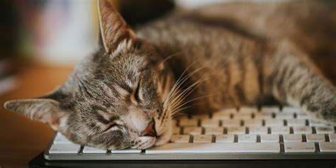 Can Software Engineers Work from Home? And Why Do Cats Always Sit on Keyboards?